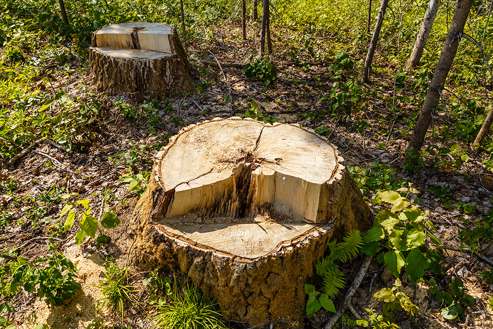 Stump Grinding