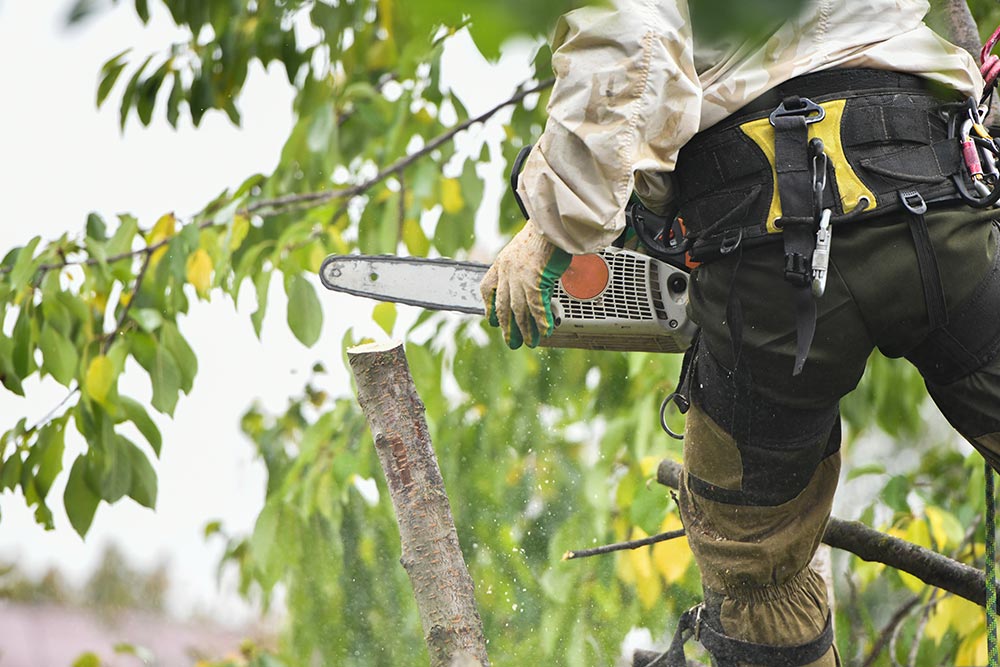 Tree Care