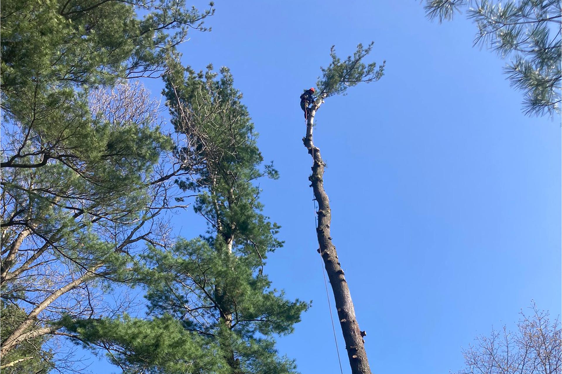 Tree Removal