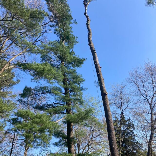 Mass Tree Removal job photo 6 on Instagram