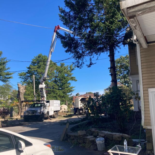 Mass Tree Removal job photo 5 on Instagram