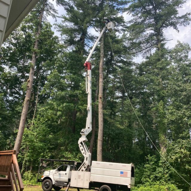Mass Tree Removal job photo 4 on Instagram