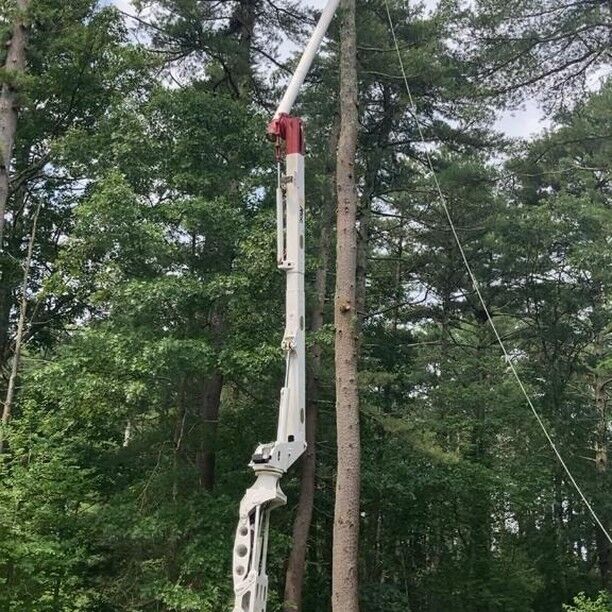 Mass Tree Removal job photo 1 on Instagram