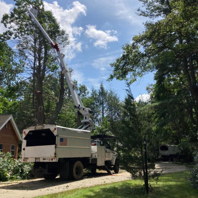 Mass Tree Removal job photo 2 on Instagram