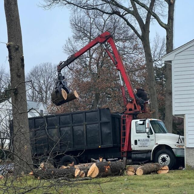 Mass Tree Removal job photo 3 on Instagram